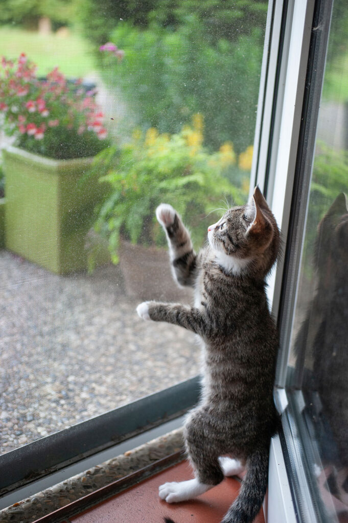 Kleine Katze steht auf den Hinterbeinen an einer Glasschiebetür und schaut nach draußen.
